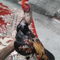 دوتا خروس|حیوانات مزرعه|رودان, |دیوار