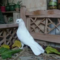 کبوتر  نر مهر مهر درشت کاکل پاچکمه