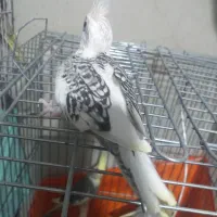 عروس هلندی سرلاکی|پرنده|تاکستان, |دیوار