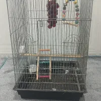 قفس عروس هلندی