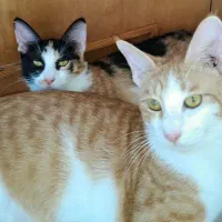 واگذاری کوچولوهای دوست داشتنی