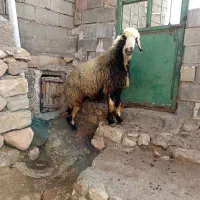 قوچ بره|حیوانات مزرعه|دهدشت, |دیوار