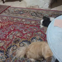 فروش فوری  سگ