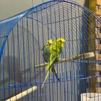 مرغ عشق پروانه‌ای