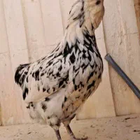 معاوضه خروس گلین با مرغ