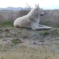 سگ آکیتا نر