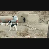 واگذاری سگ پاکوتاه سگ تل