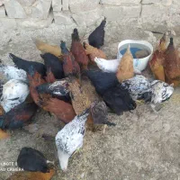 جوجه خروس محلی