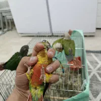 جوجه گیرینچیک