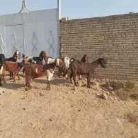 ۸عددبز ابستن|حیوانات مزرعه|حمیدیه, |دیوار