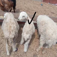 بره ماده فروشی