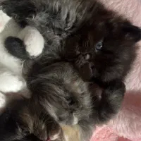 بچه گربه پرشین چشم ابی