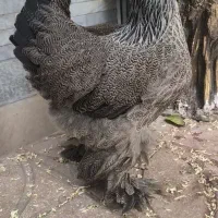 جوجه برهما ۲۰ روزه