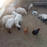 بره چاق چاق