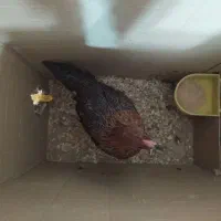 جوجه خروس ۲ ماهه