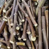 فروش انواع پیوندک گردو و سایر میوه ها