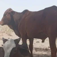 فروش