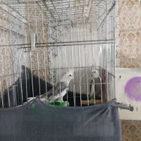 ۳ جفت عروس هلندی|پرنده|تاکستان, |دیوار