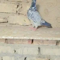 کفتر