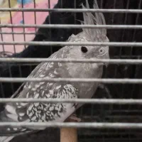 عروس هلندی|پرنده|لار, |دیوار