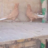 کبوترنروماده زرده دوم سفید|پرنده|شیراز, شهرک گلها|دیوار