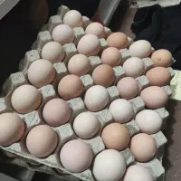 تخم نطفه دار