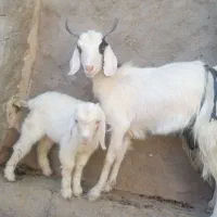 بز بزغاله ماده دوماه