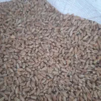 گندم بذری ترابی