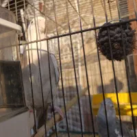 عروس هلندی فروشی(معاوضه فقط با سهره)