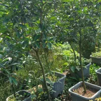 فتونیا پایه دار|گل و گیاه طبیعی|کلاچای, |دیوار