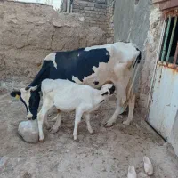 گاو شیرده با گوساله