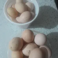 تخم مرغ محلی نتفه دار