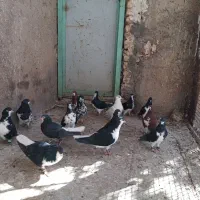 تعدادی چپ و راست|پرنده|پاسارگاد, |دیوار