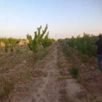 فروش-زمینی-باغی