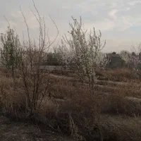 باغ و باغچه|فروش زمین و ملک کلنگی|صباشهر, |دیوار