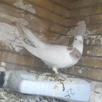 کفتر پرشی و جفتگاه