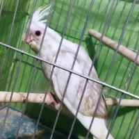 فروش و معاوضه