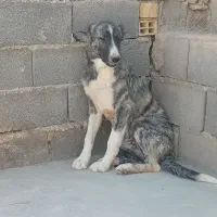 سگ دورگ جهت ماوضه
