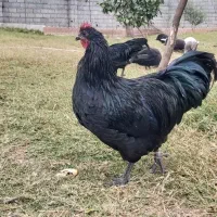 خروس نژاد استرالوپ آلمانی|حیوانات مزرعه|سرخه حصار, |دیوار