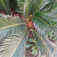 سیکاس جوان|گل و گیاه طبیعی|رشت, پارک شهر|دیوار