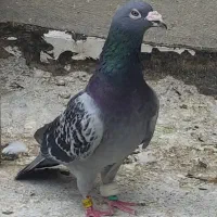 کبوتر سینه طوقی ساده سبز صید