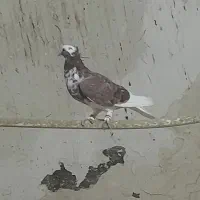 کفتر|پرنده|اسدآباد, |دیوار