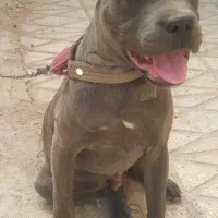 کنکورسو اصیل|سگ|نوشهر, |دیوار