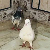 کبوتر خاص