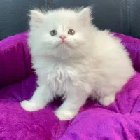 بچه گربه های تو دل بروی ناز|گربه|اهواز, کیانپارس |دیوار