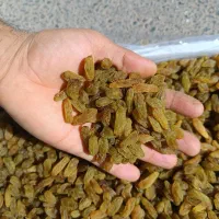 کشمش سبز قلمی کاشمر