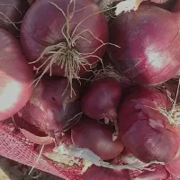 پیاز درجه یک