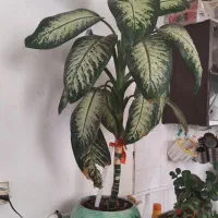 گل طبیعی دیفن