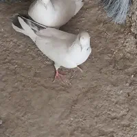 ۴تا کفتر تهرانی فقلاده|پرنده|نمین, |دیوار