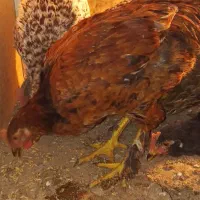 دوعدد نیمچه خروس|حیوانات مزرعه|تهران, مسعودیه|دیوار